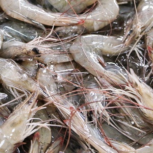 Mazzancolle tropicali - White leg shrimp